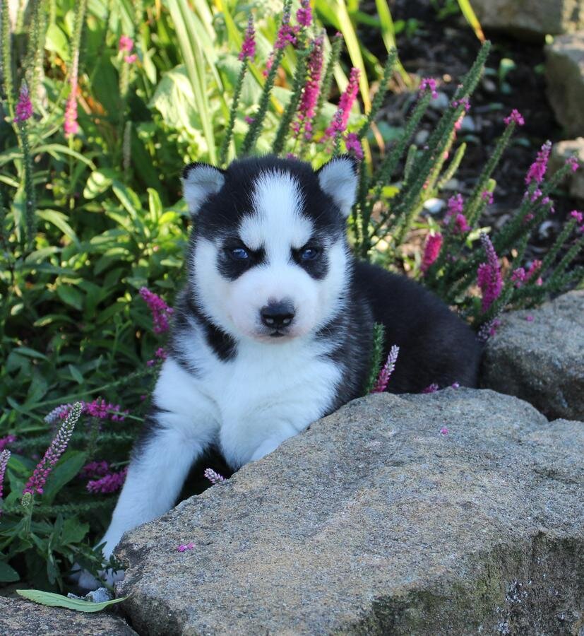 Pure Bred Full Pedigree Siberian Husky Pups image 1