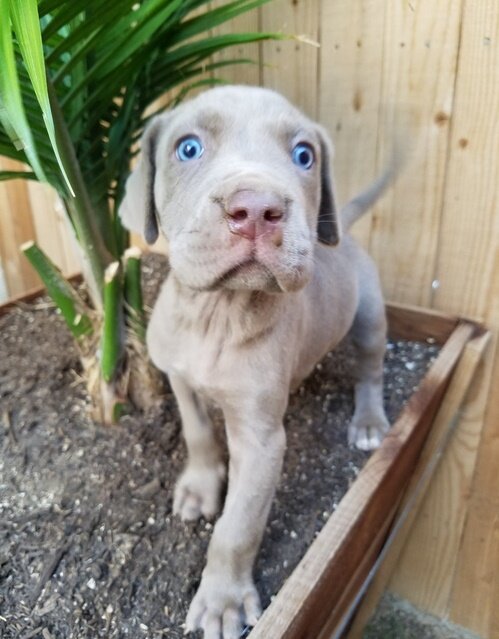 Gorgeous Weimaraner Puppies For Adoption image 1