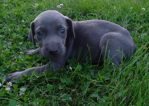 Gorgeous Weimaraner Puppies For Adoption image 2