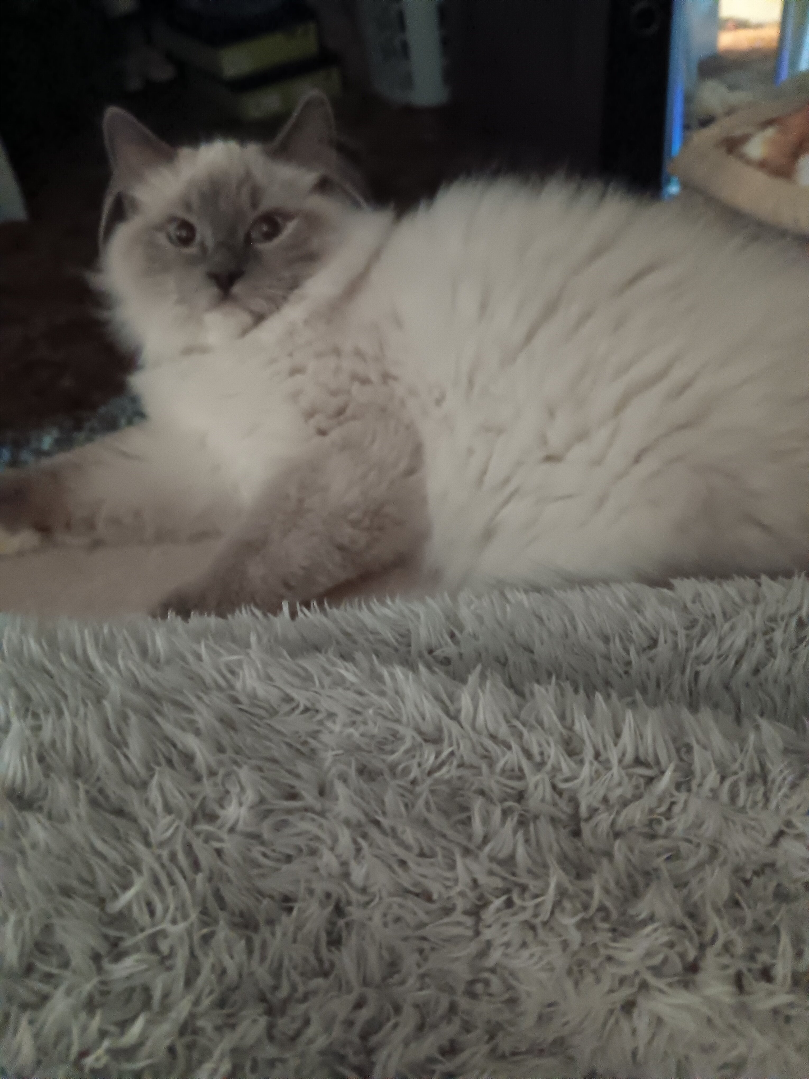 Ragdoll kitten image 3