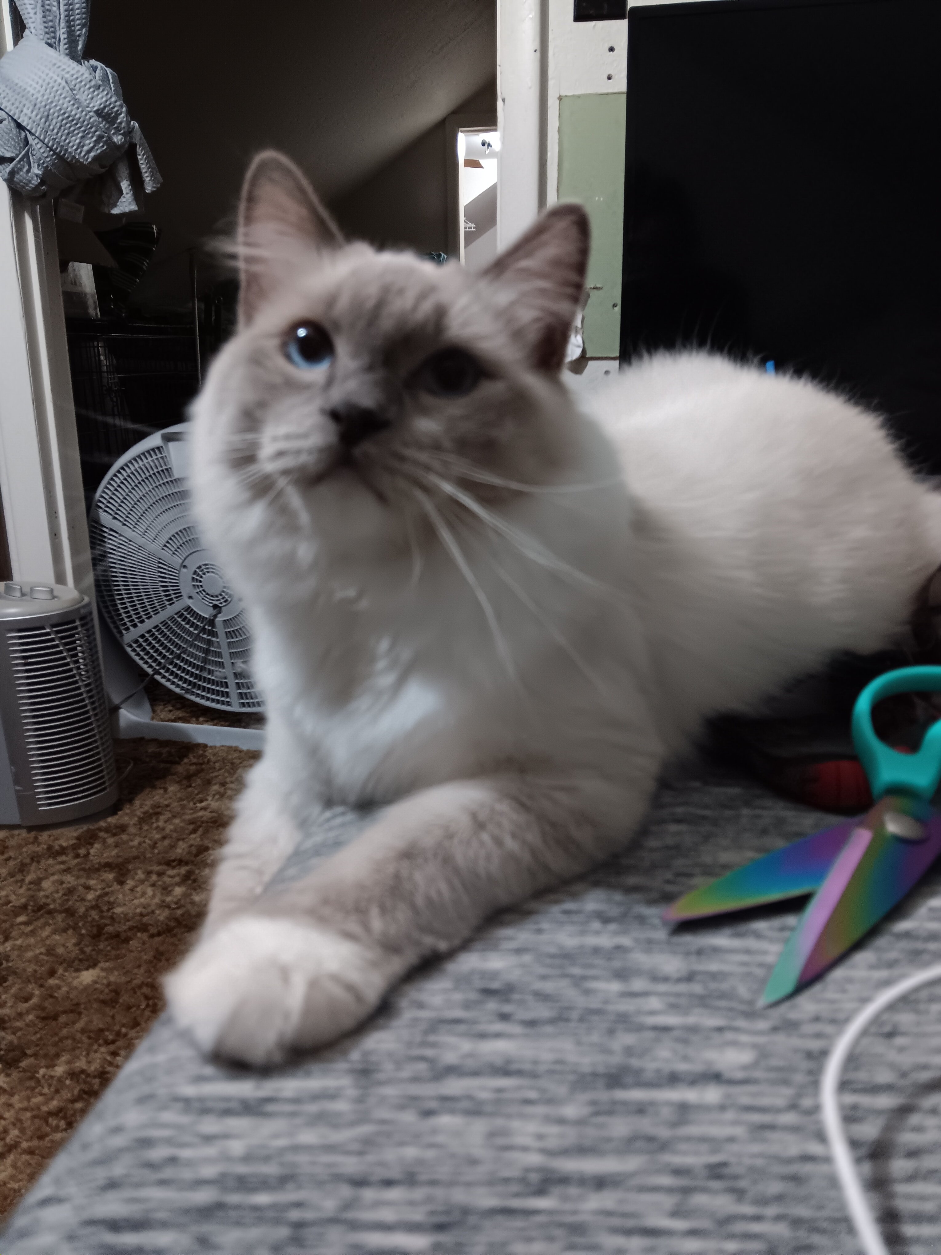 Ragdoll kitten image 2