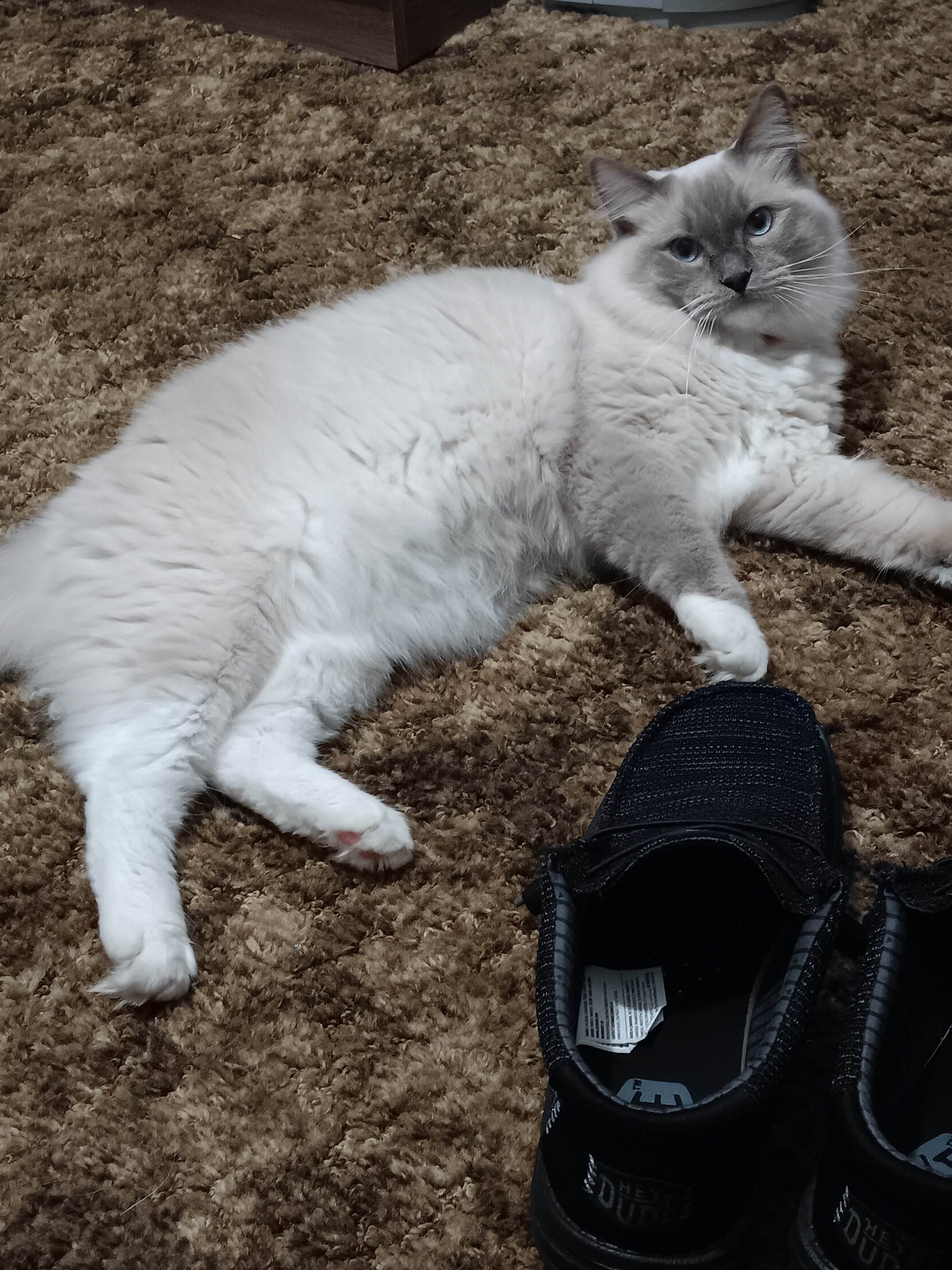 Ragdoll kitten image 1