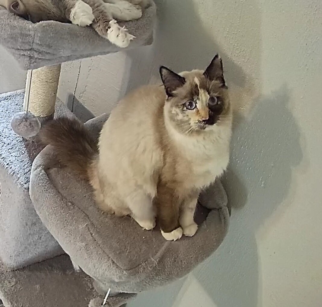 Ragdoll kitten image 5