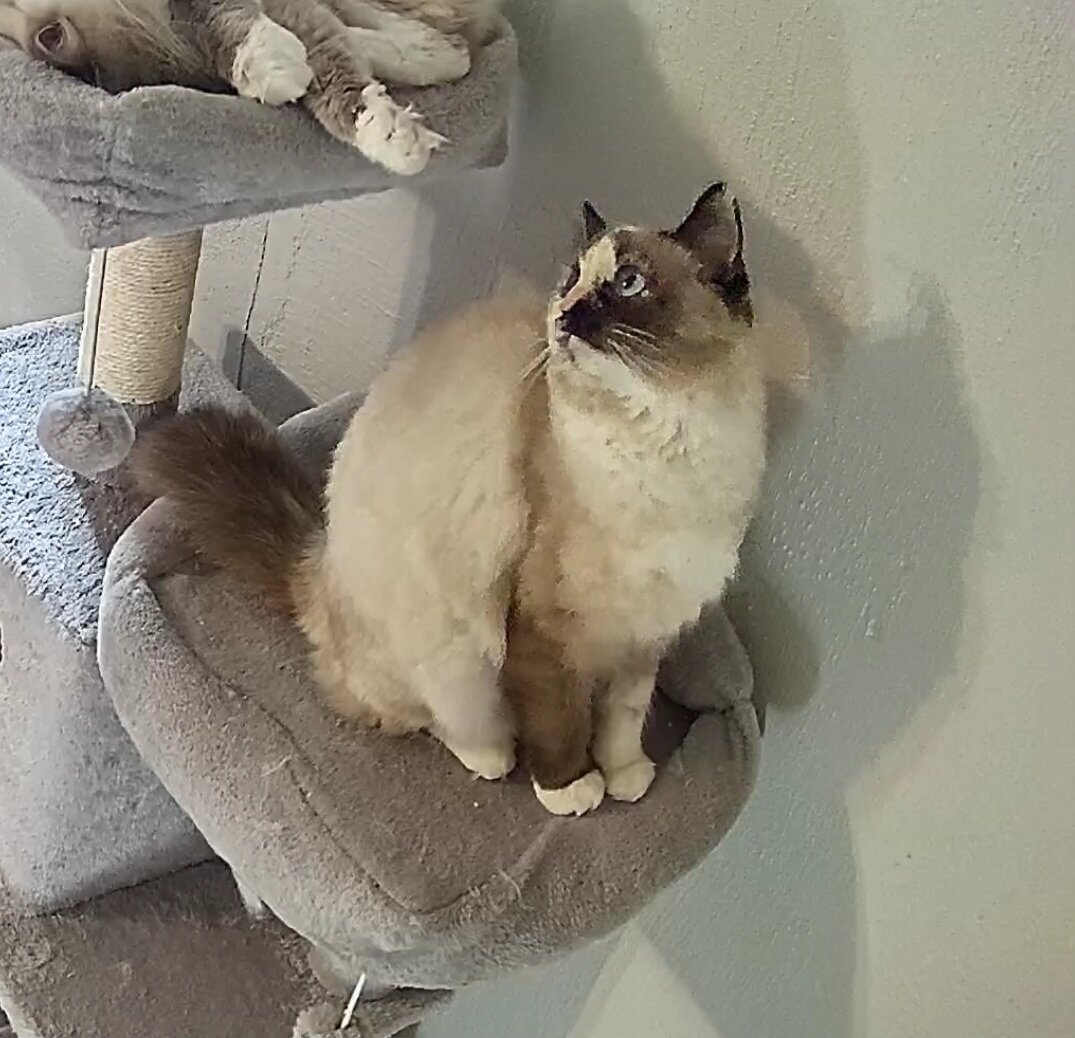 Ragdoll kitten image 4