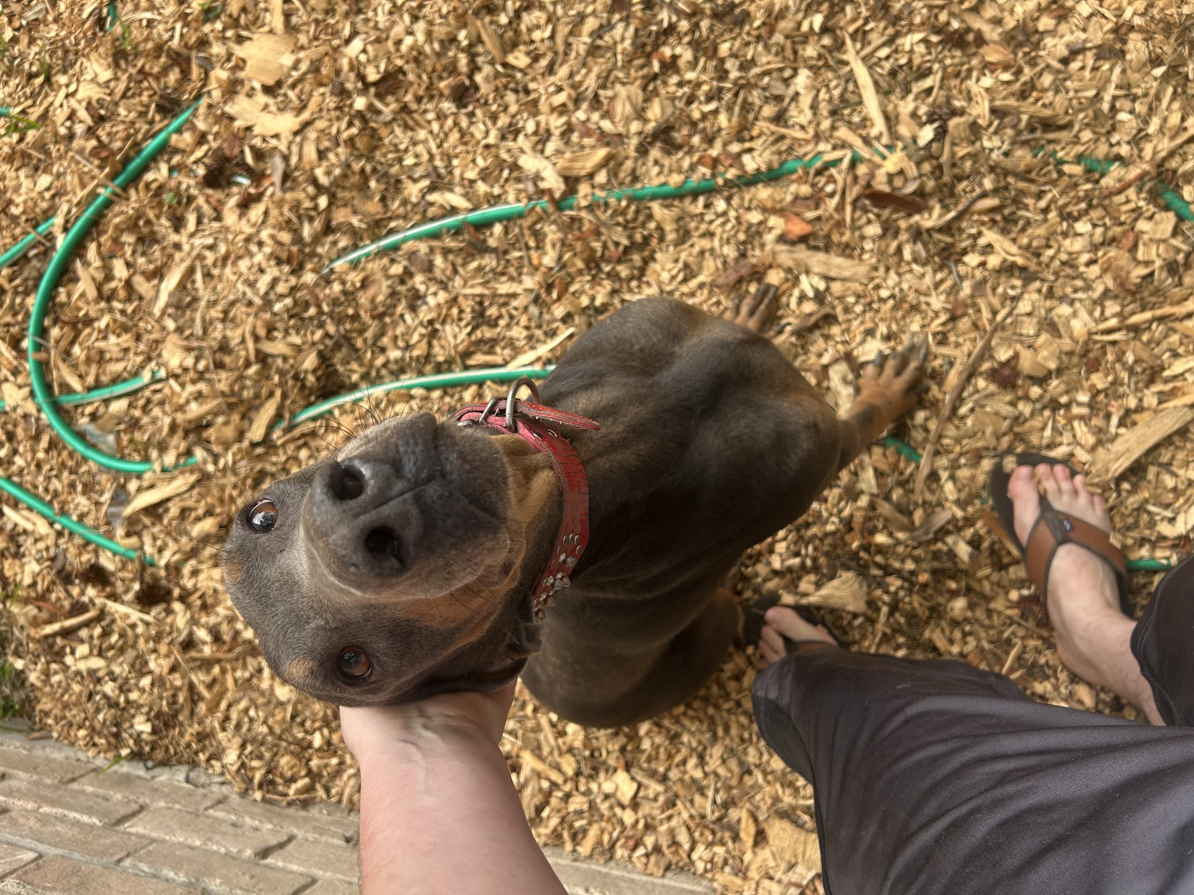 blue doberman image 2