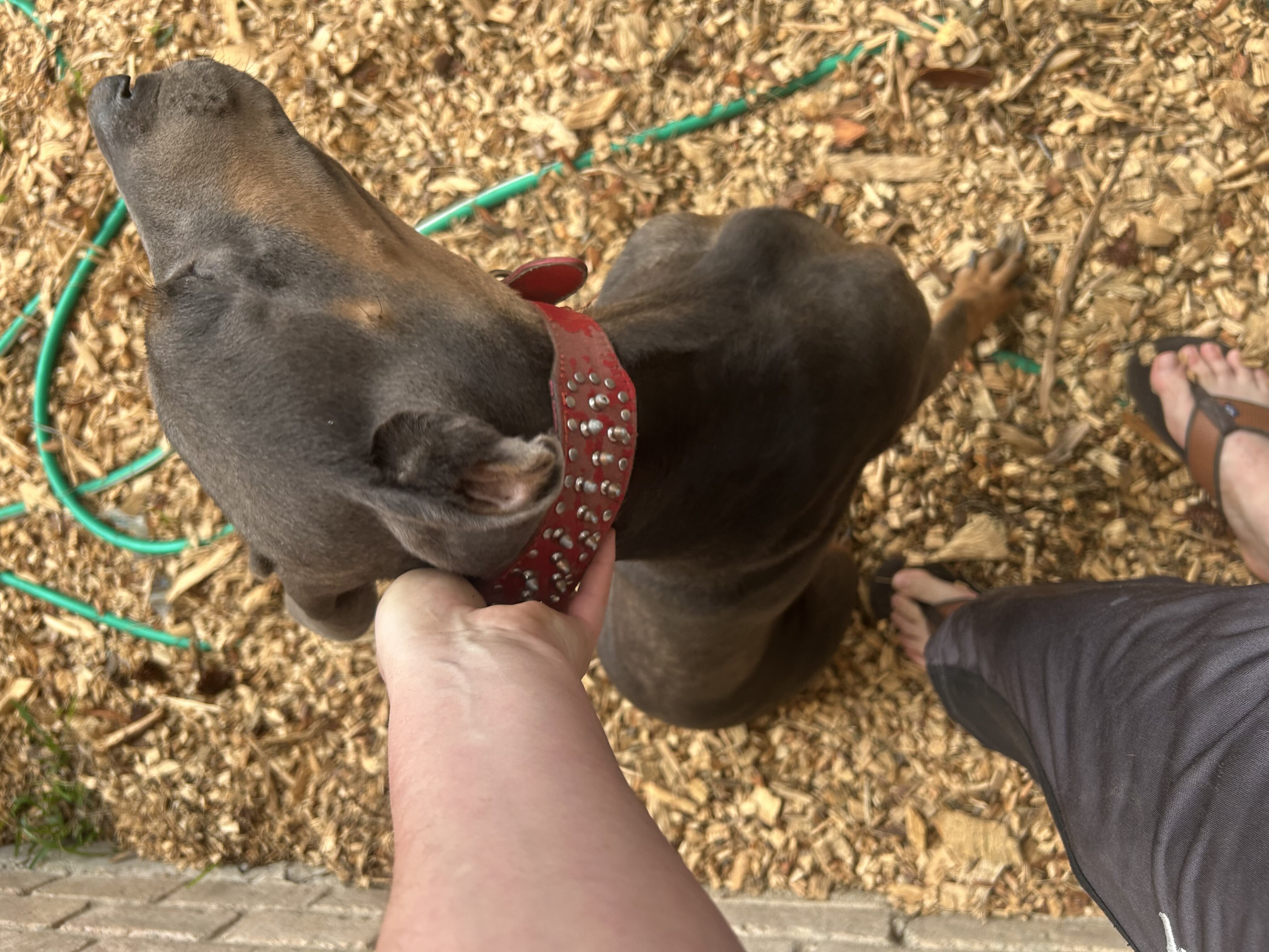 blue doberman image 1