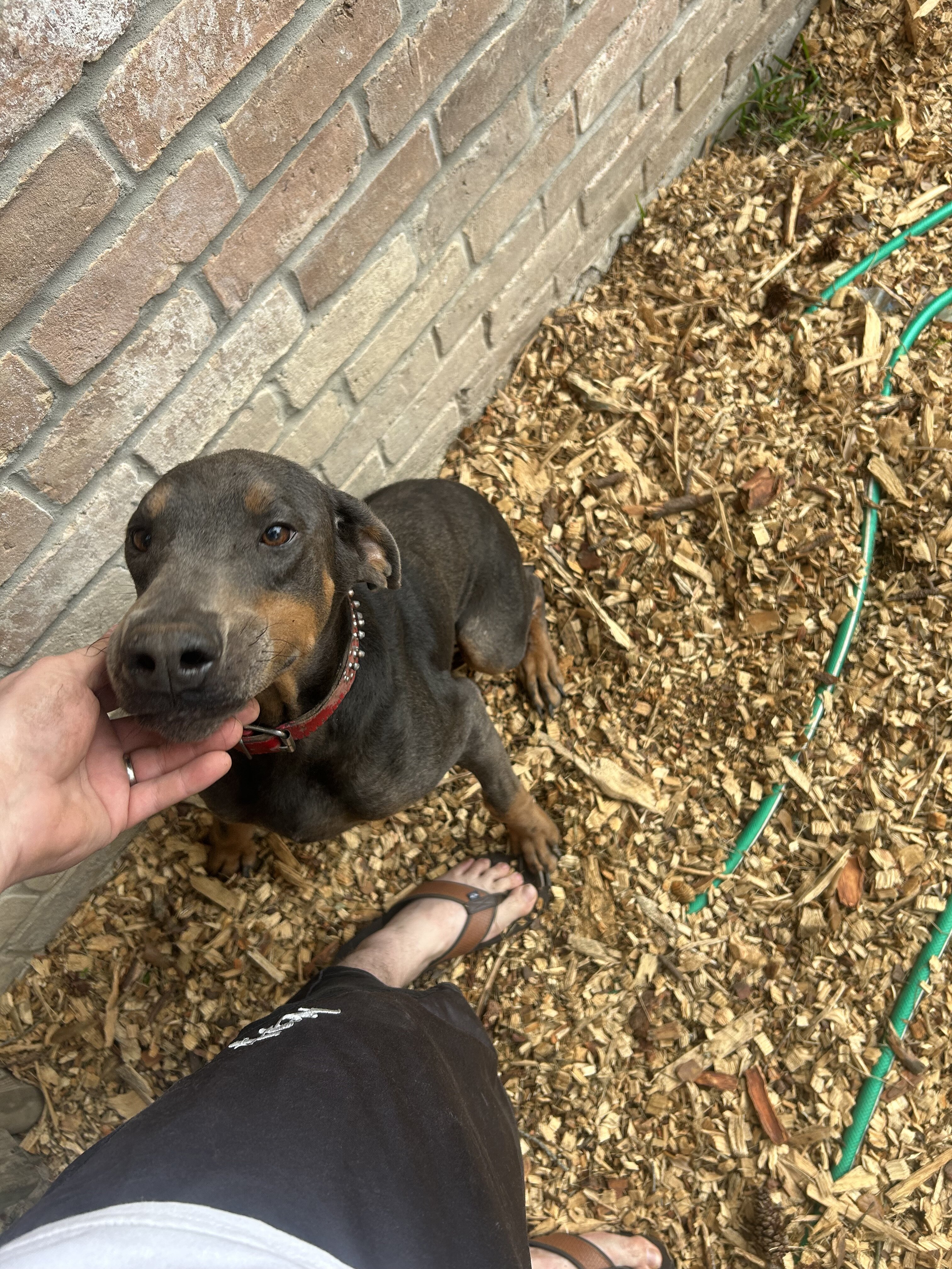 blue doberman image 3