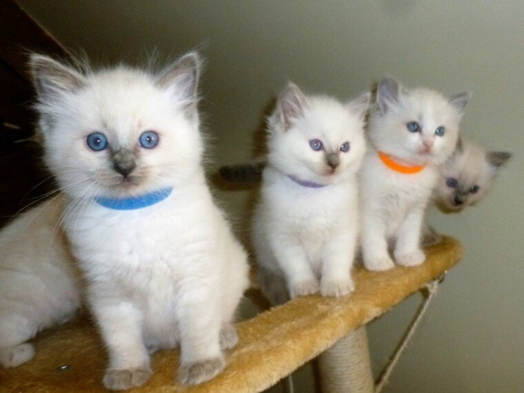 Cute and Lovely Home Raised Ragdoll Kittens. image 1
