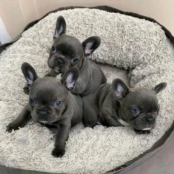 Adorable French bulldogs image 3