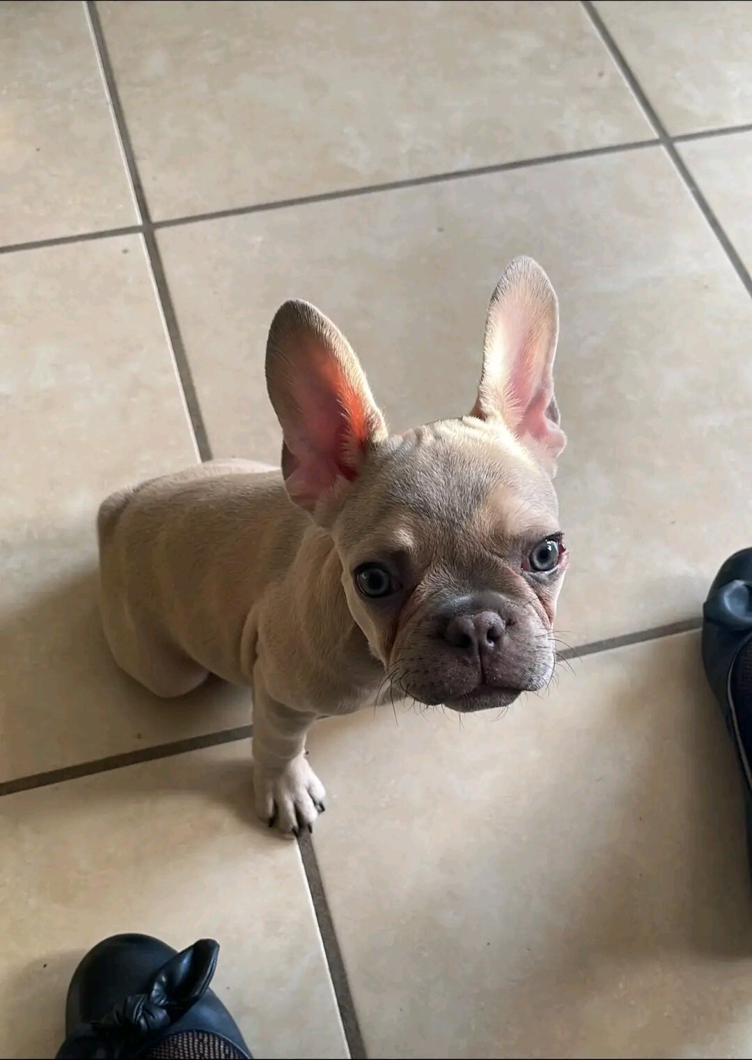 Adorable French bulldogs image 2