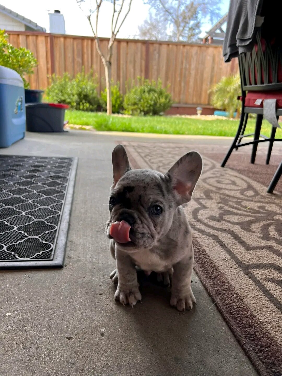 Adorable French bulldogs image 1