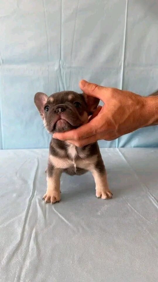 Adorable French bulldogs image 6
