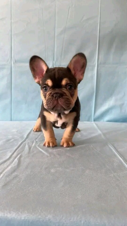 Adorable French bulldogs image 5