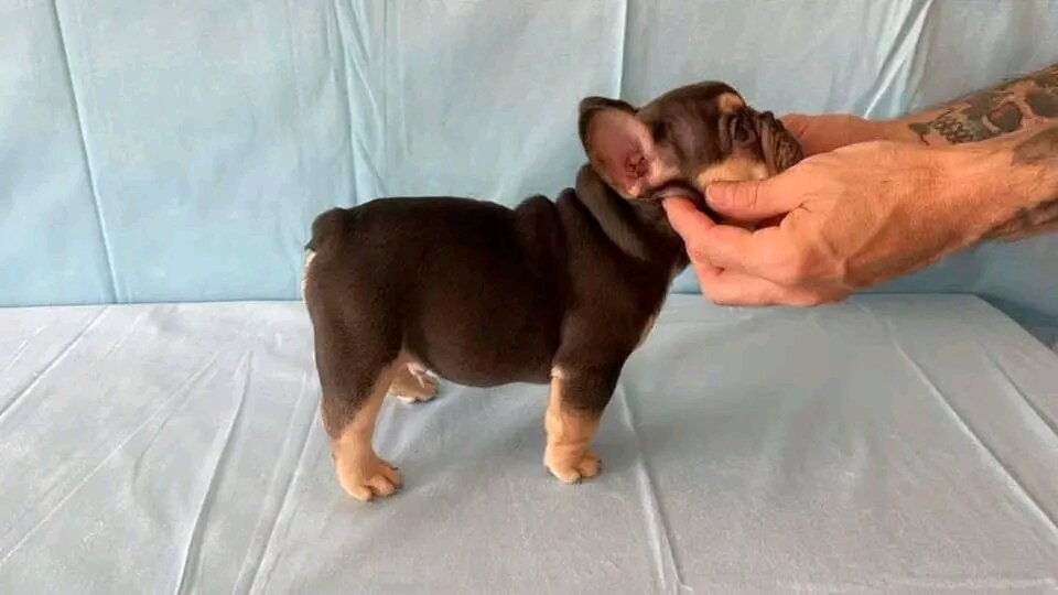 Adorable French bulldogs image 4