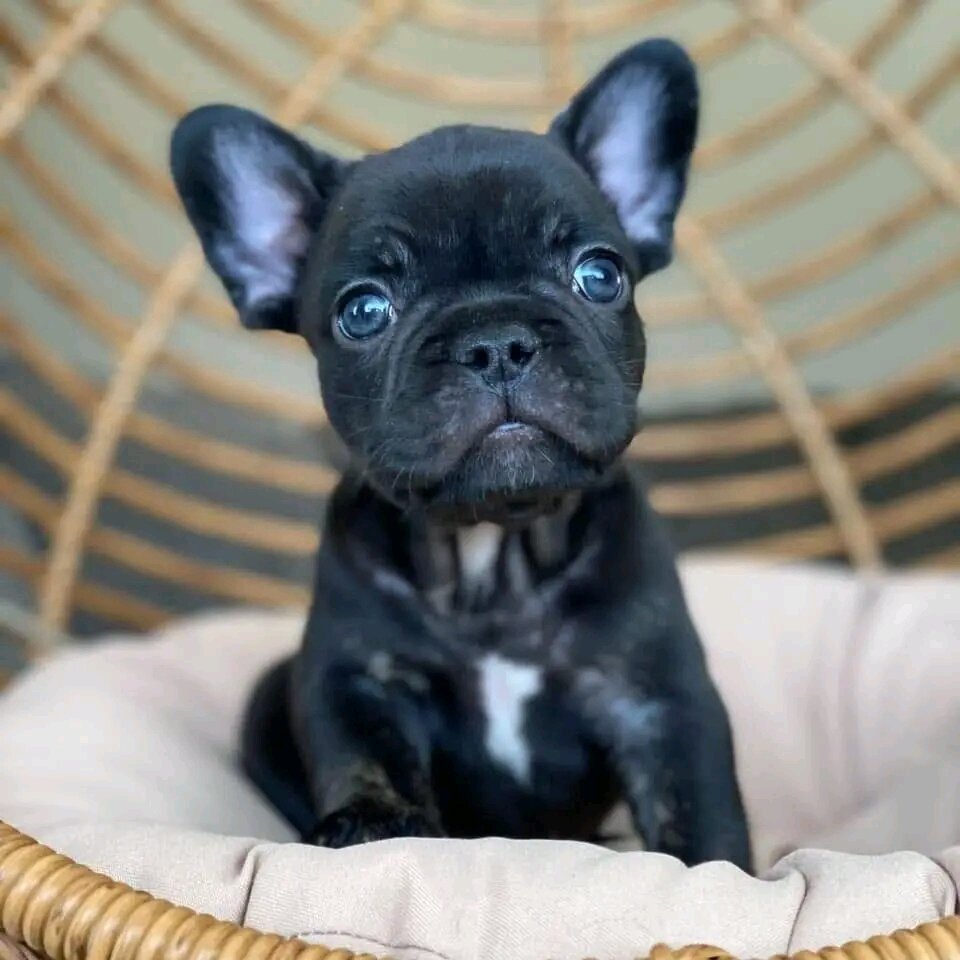 Puppies image 3