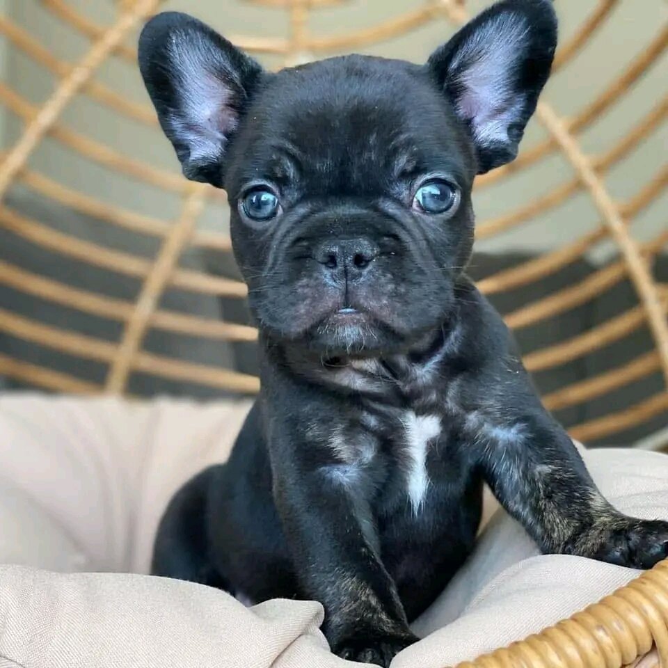 Puppies image 1