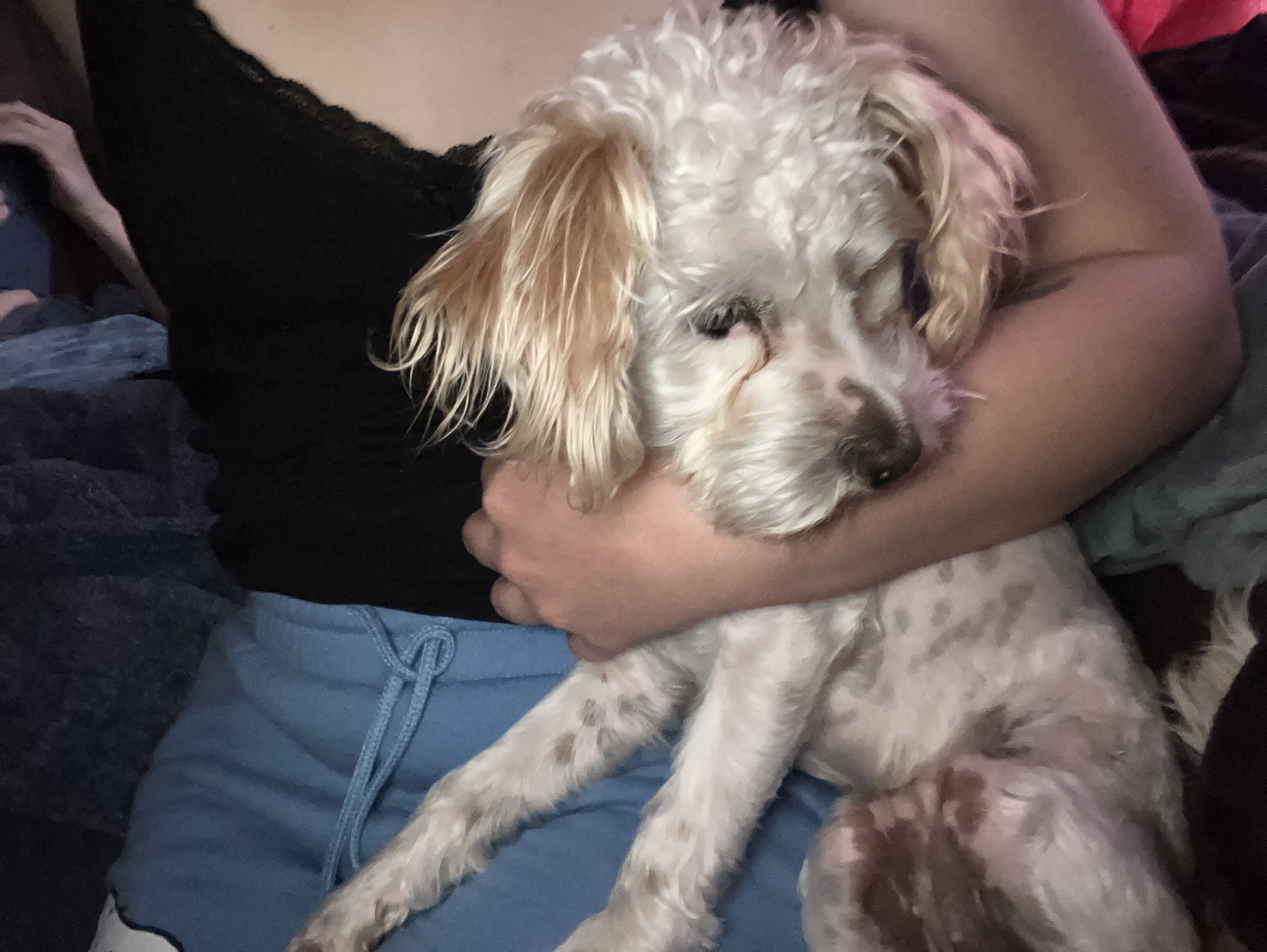 Poodle mix image 1