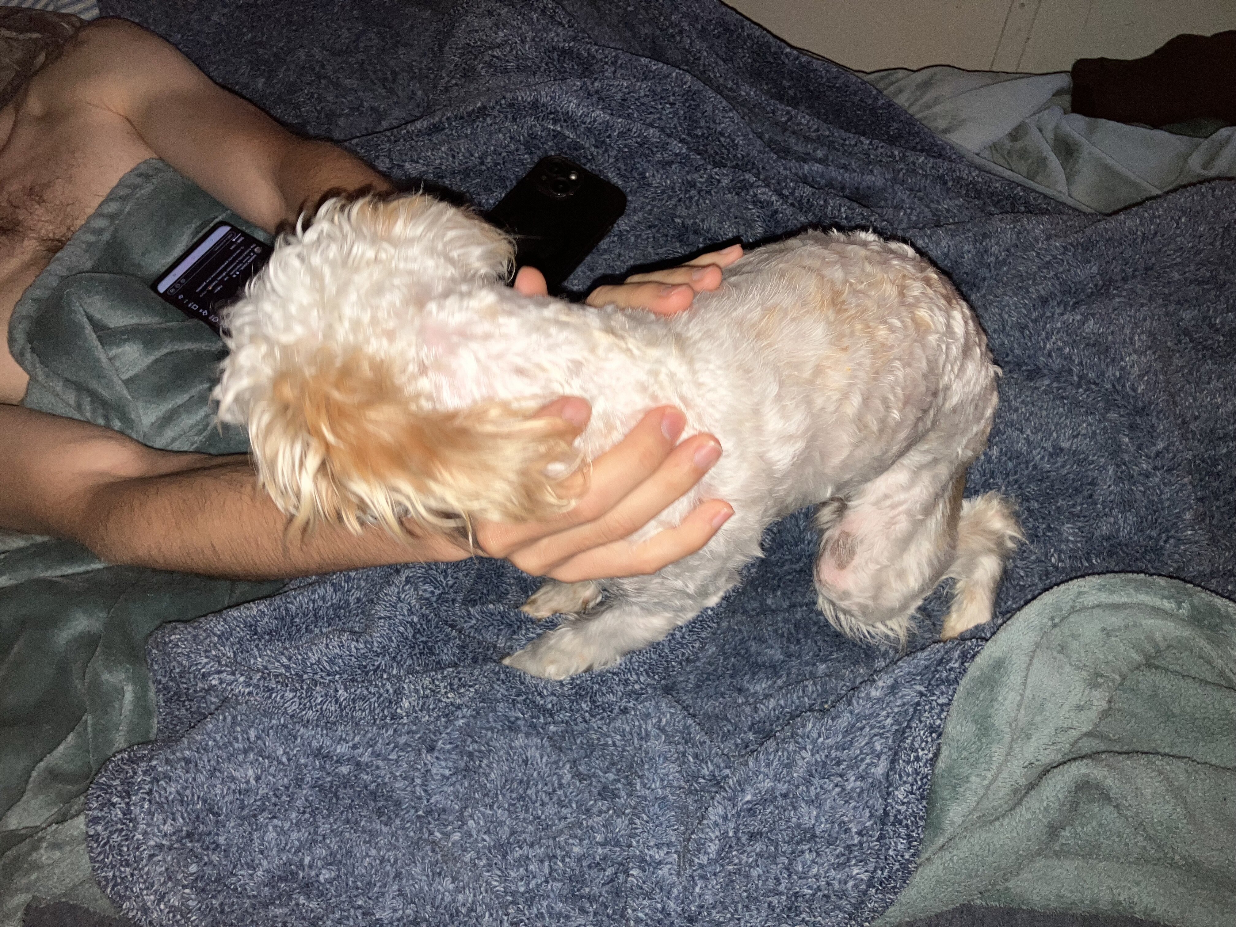 Poodle mix image 3