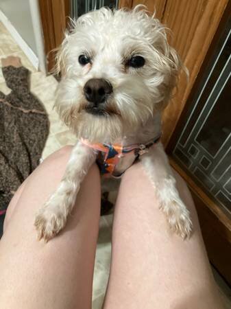 Poodle mix image 8