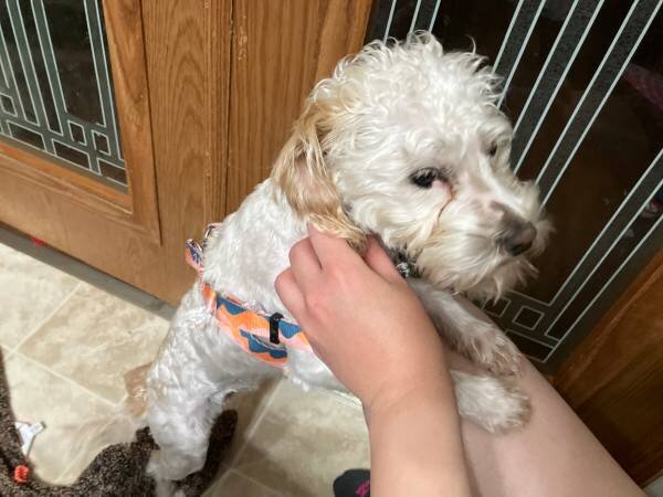 Poodle mix image 7