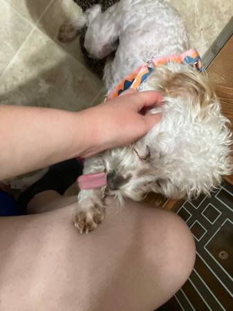 Poodle mix image 6