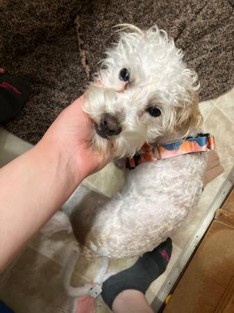 Poodle mix image 5