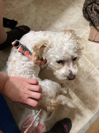 Poodle mix image 4