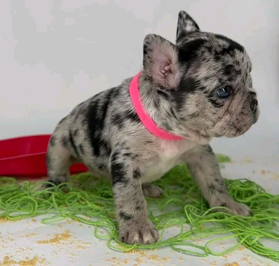 French bulldogs image 3
