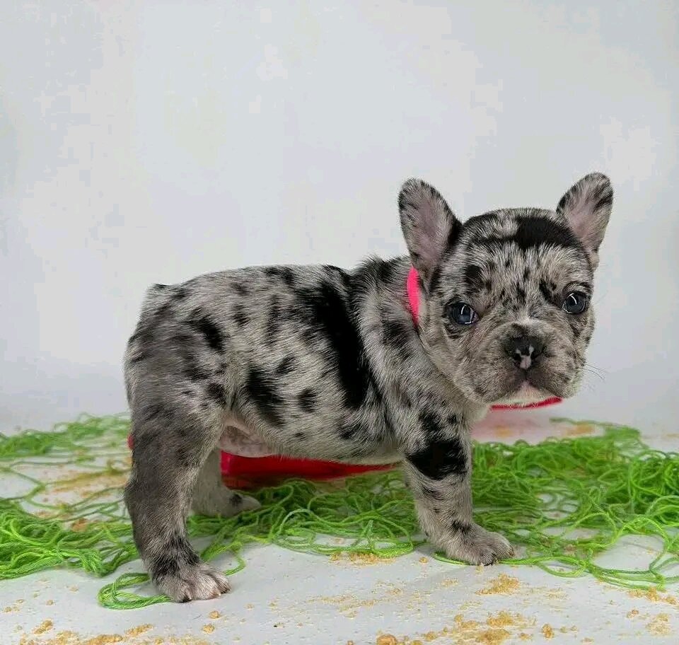 French bulldogs image 2
