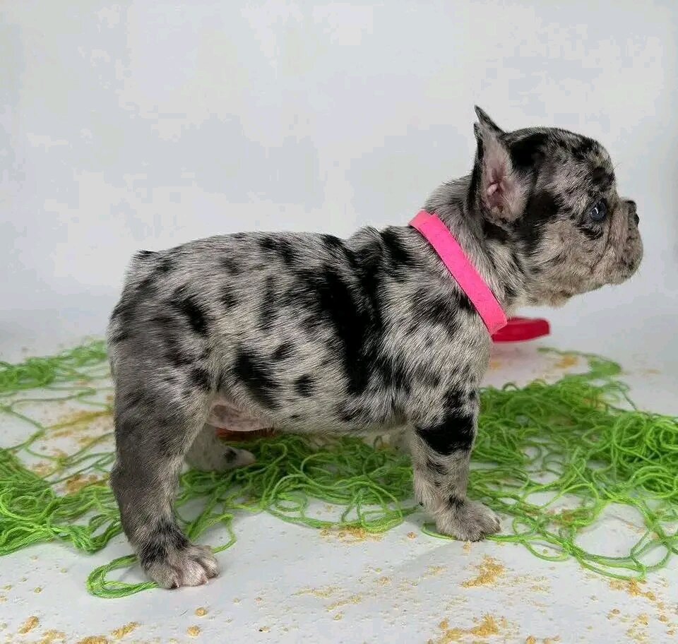 French bulldogs image 1