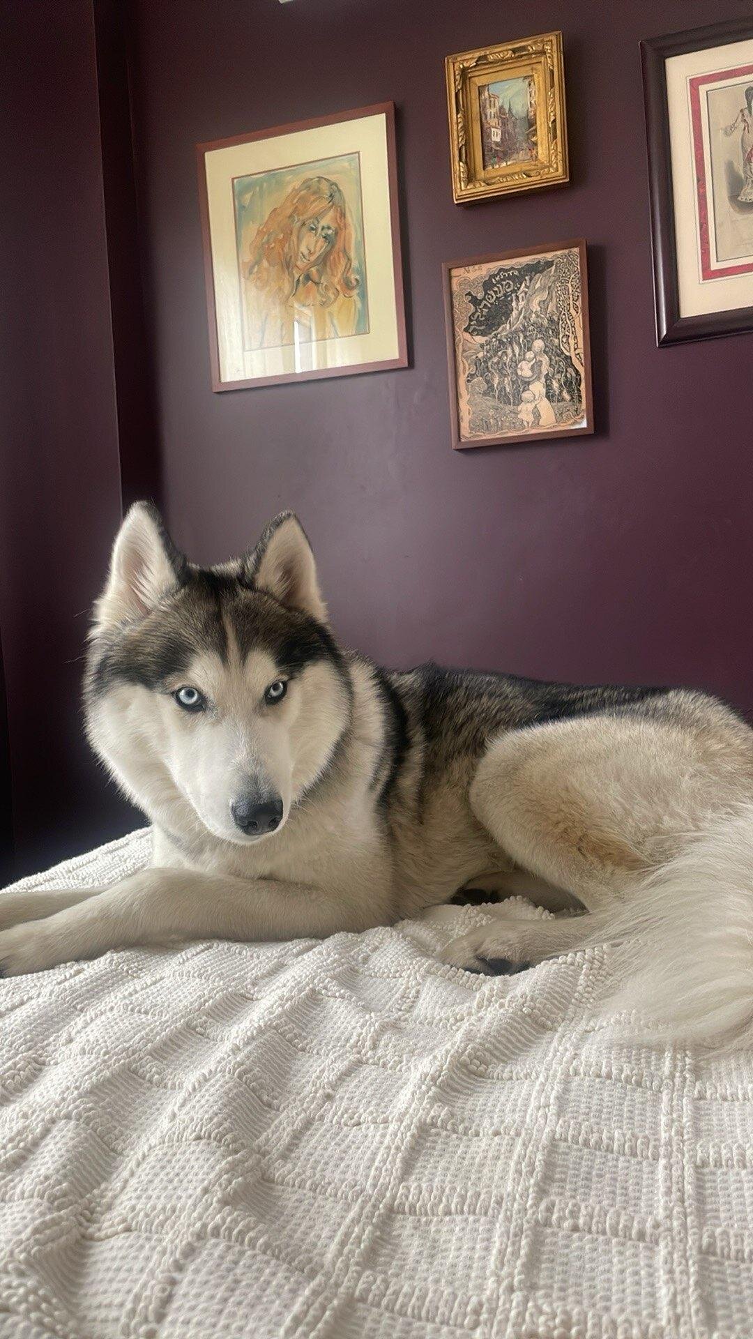 Dog image 1
