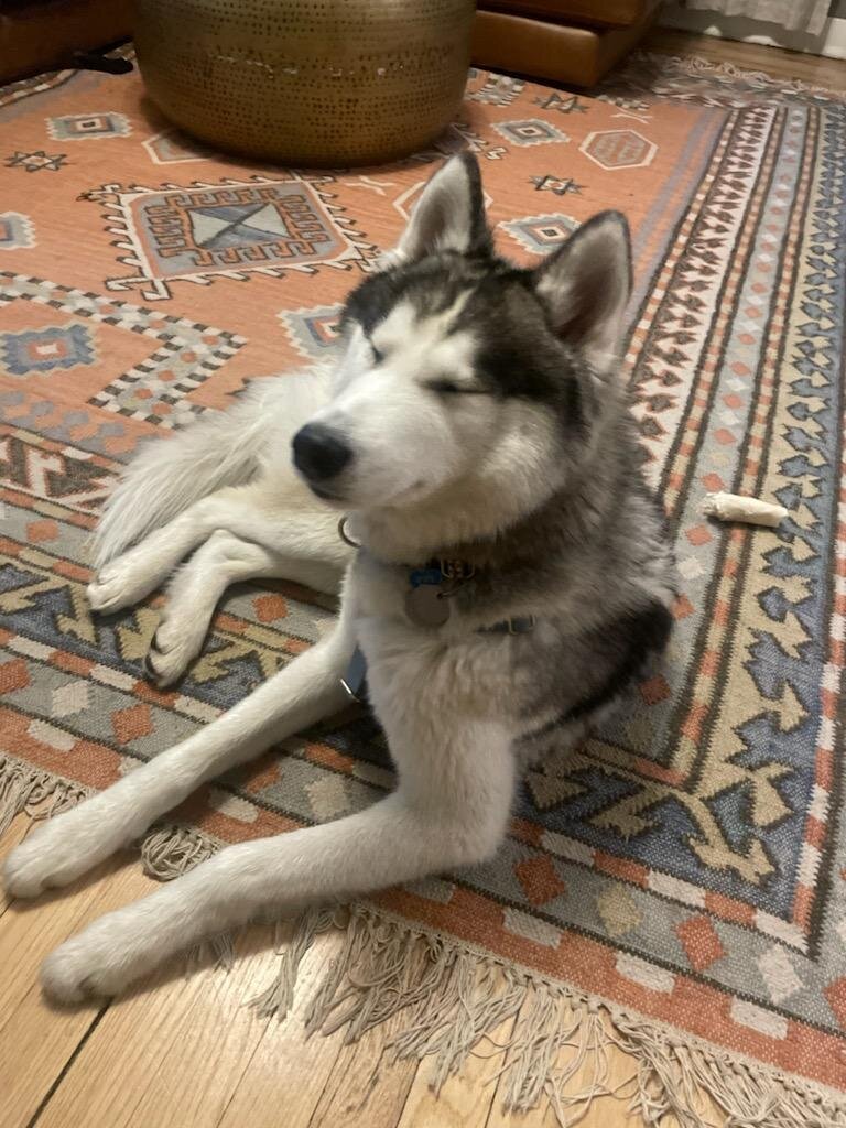 Dog image 2