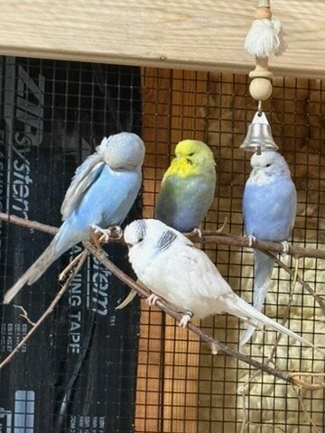 English Budgies image 1