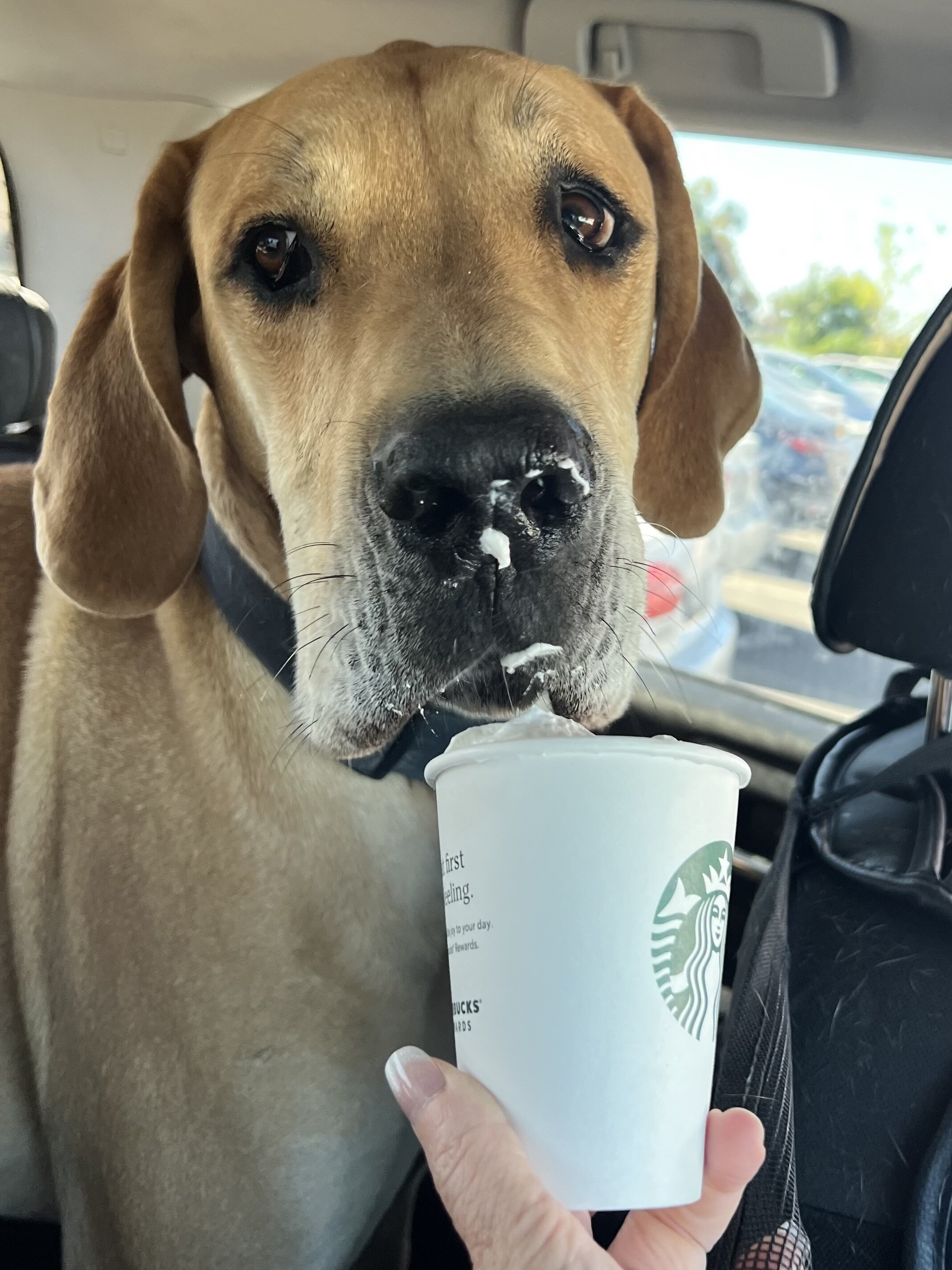 Great Dane / Mastiff mix image 1