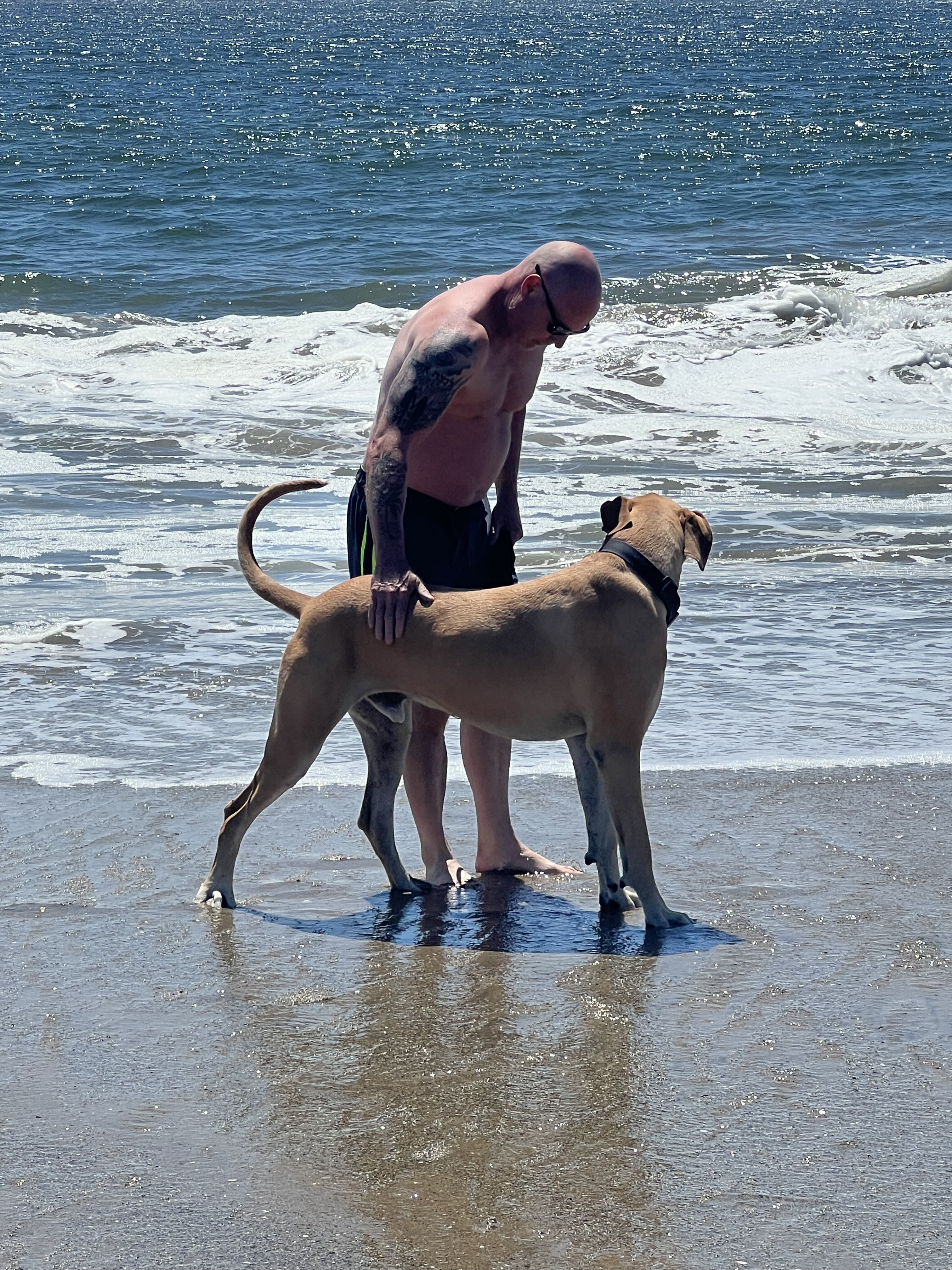 Great Dane / Mastiff mix image 2