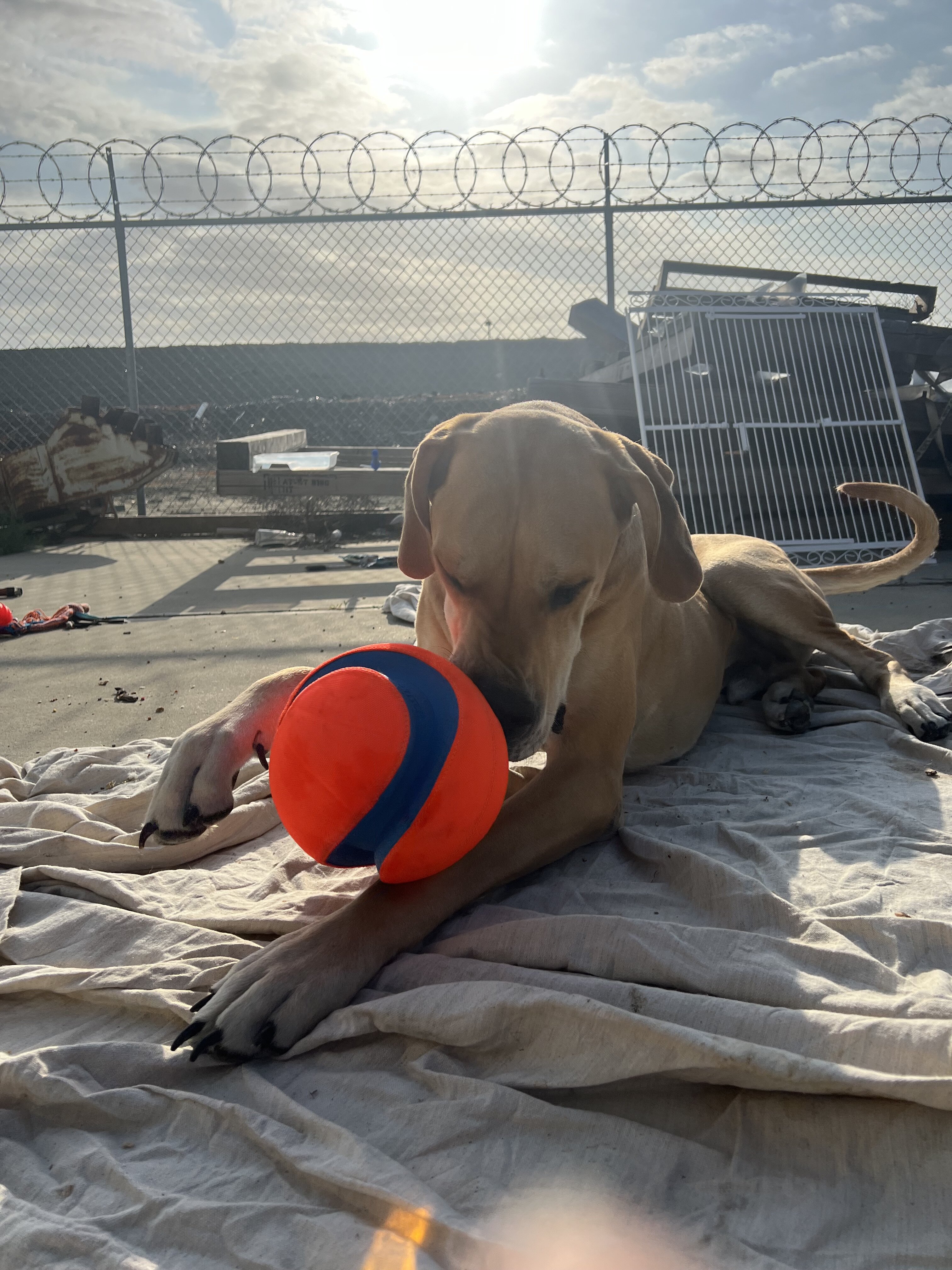 Great Dane / Mastiff mix image 3