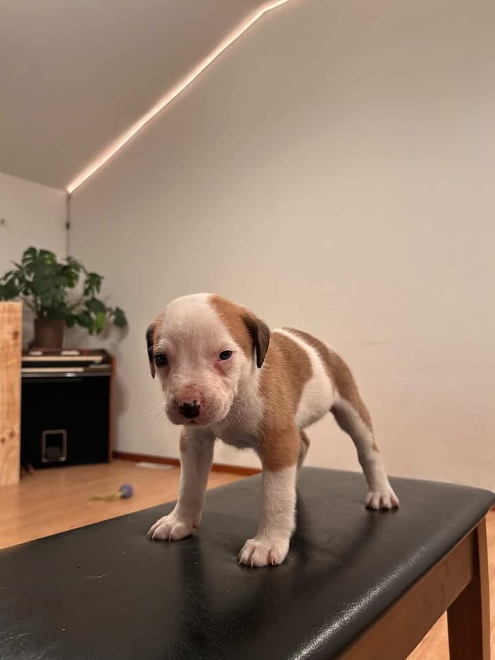 bandog pups image 1