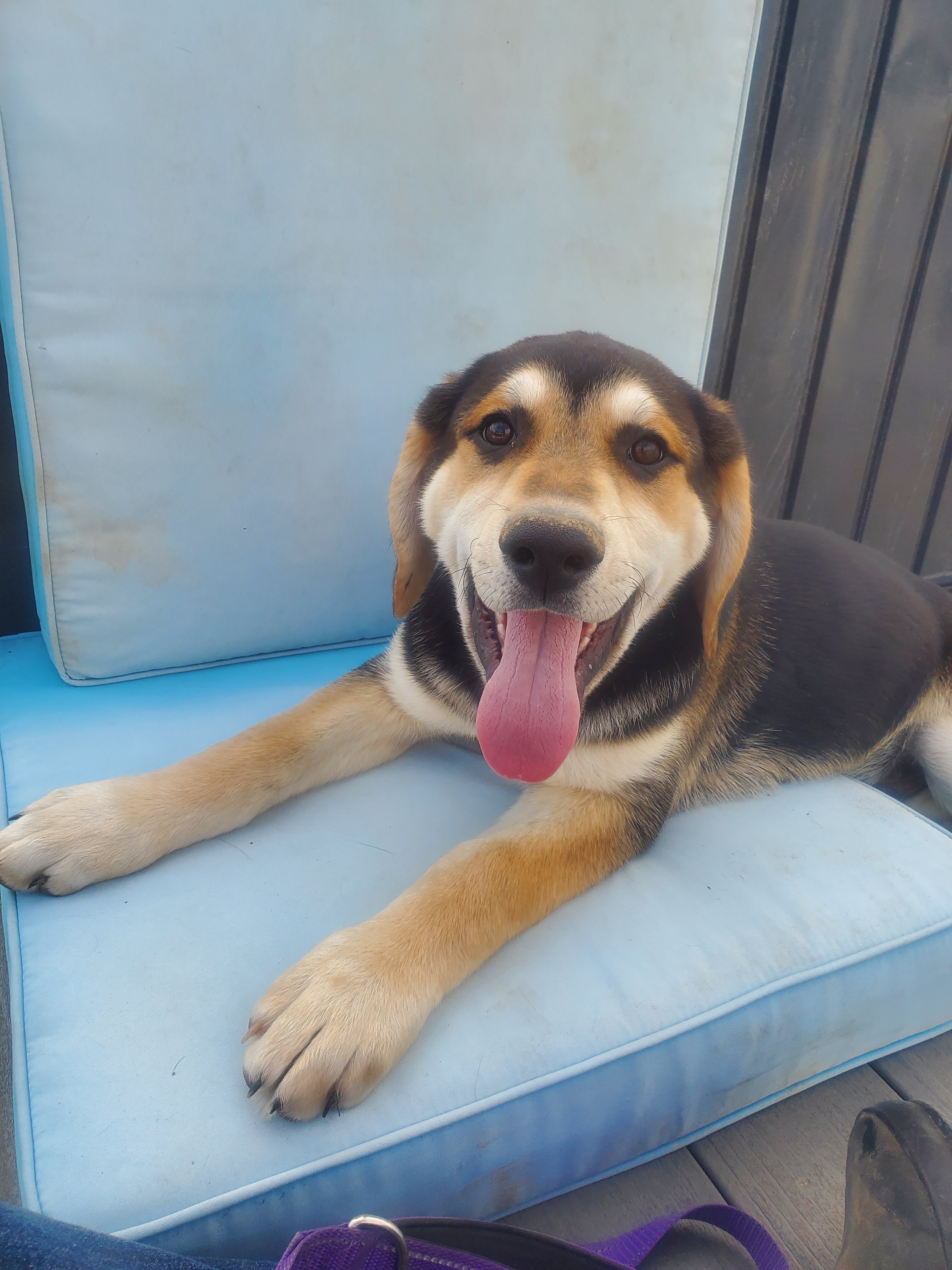 Puppy image 2