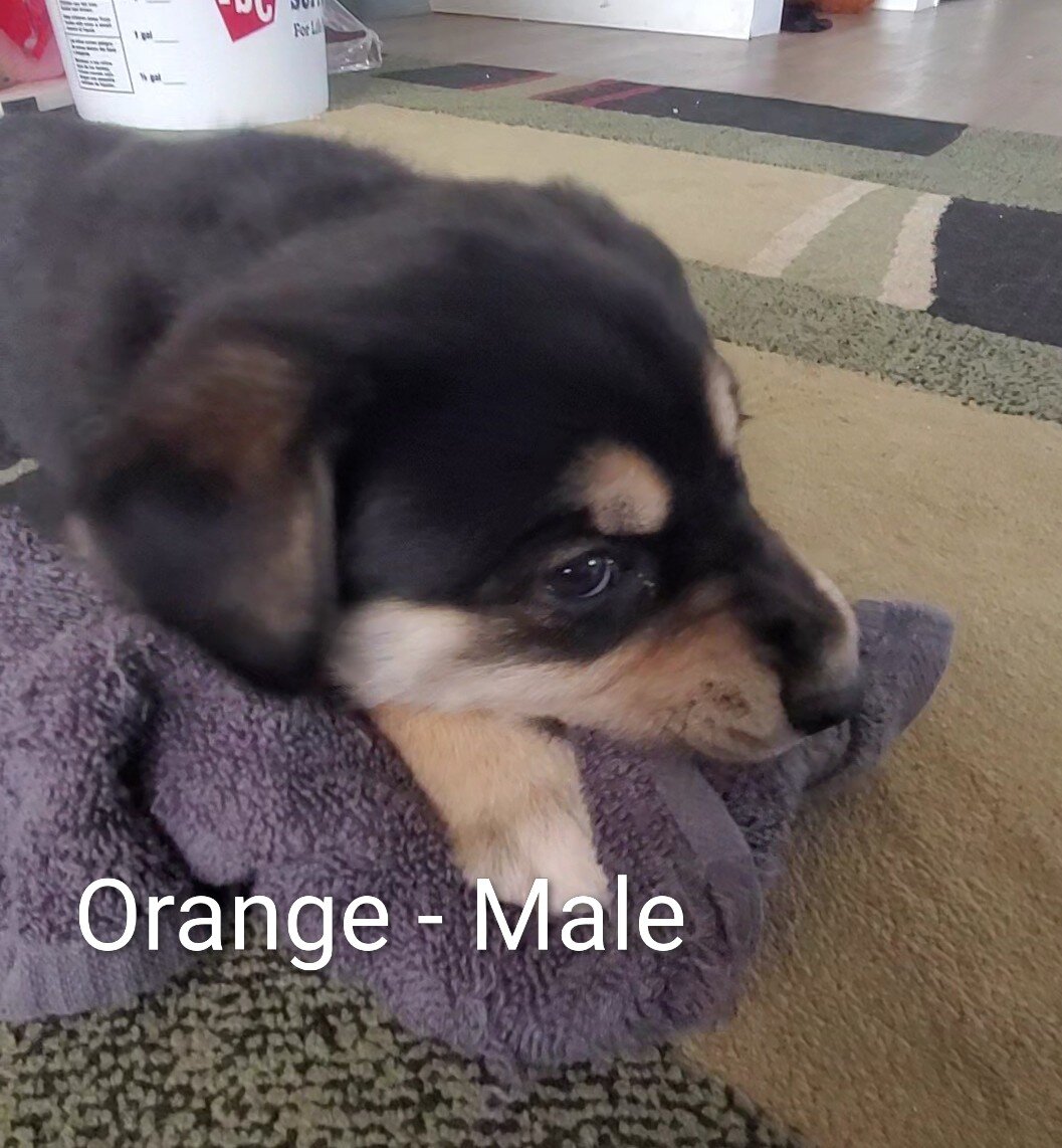 Puppy image 1