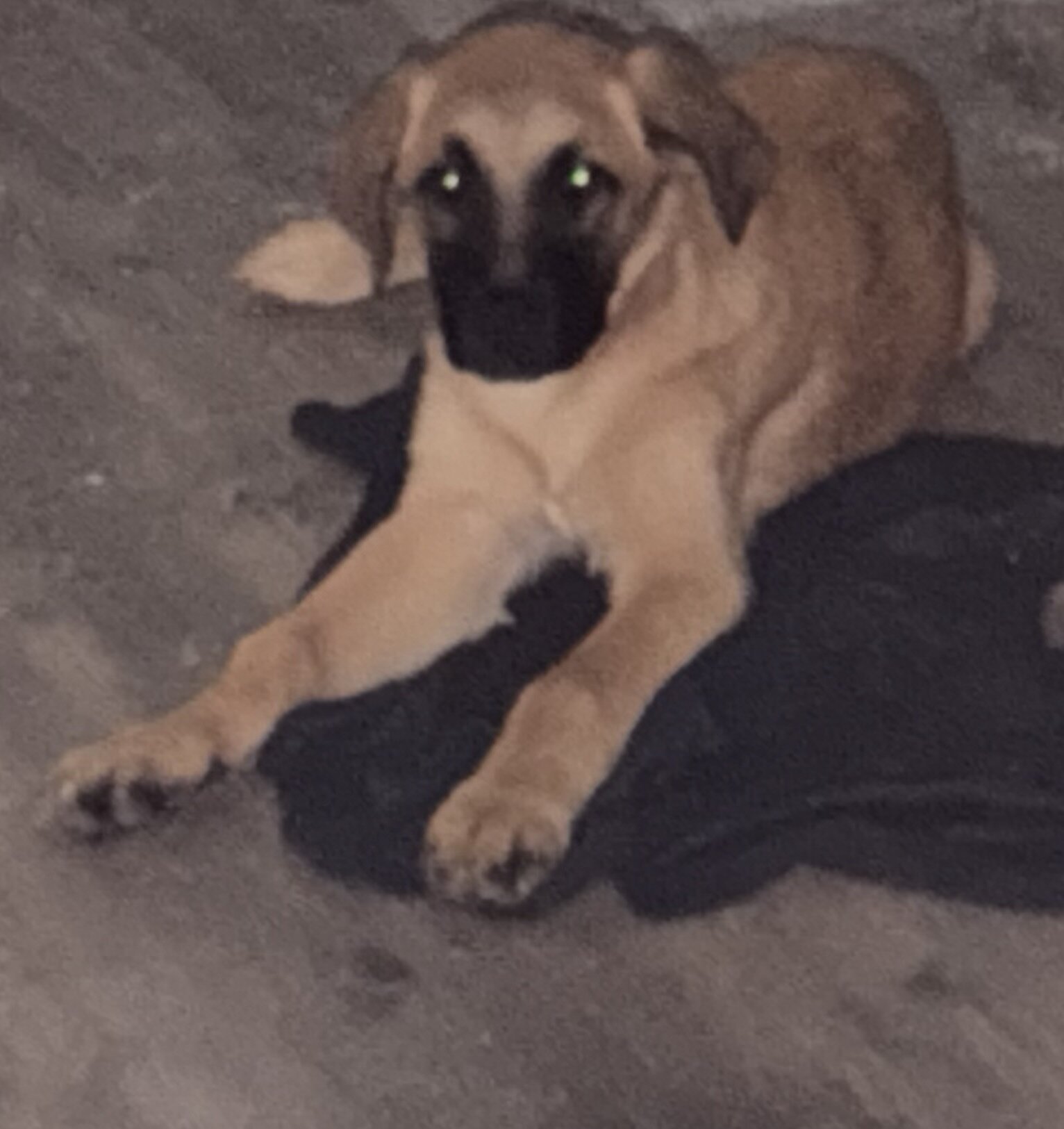 German Shepherd mix puppy image 1