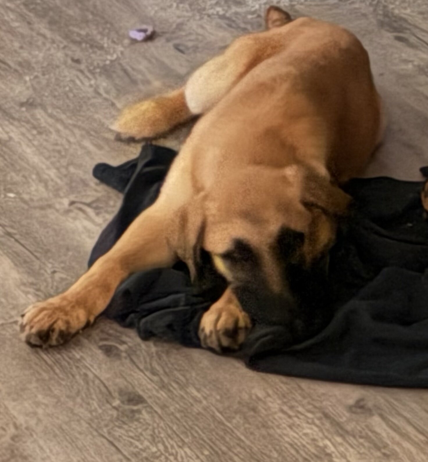German Shepherd mix puppy image 3