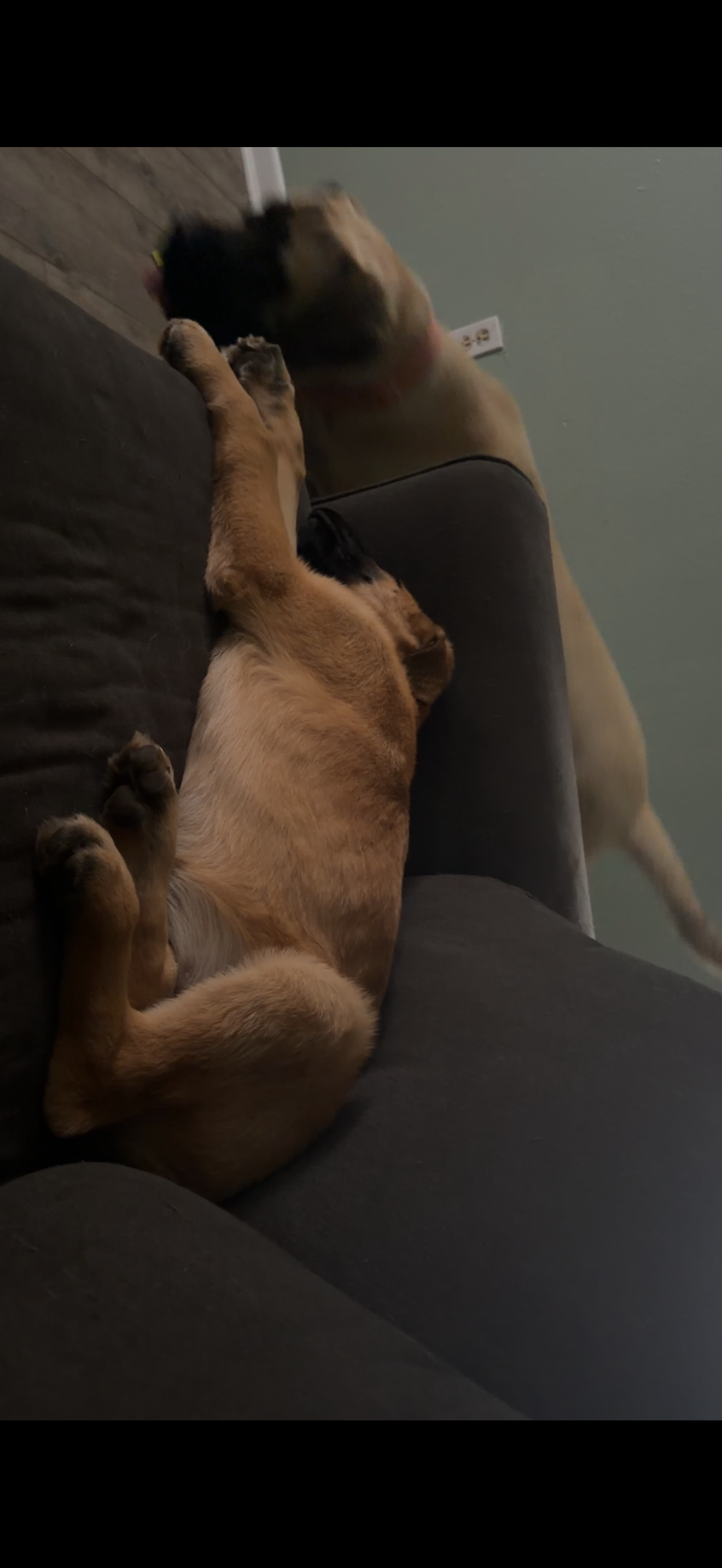 German Shepherd mix puppy image 2