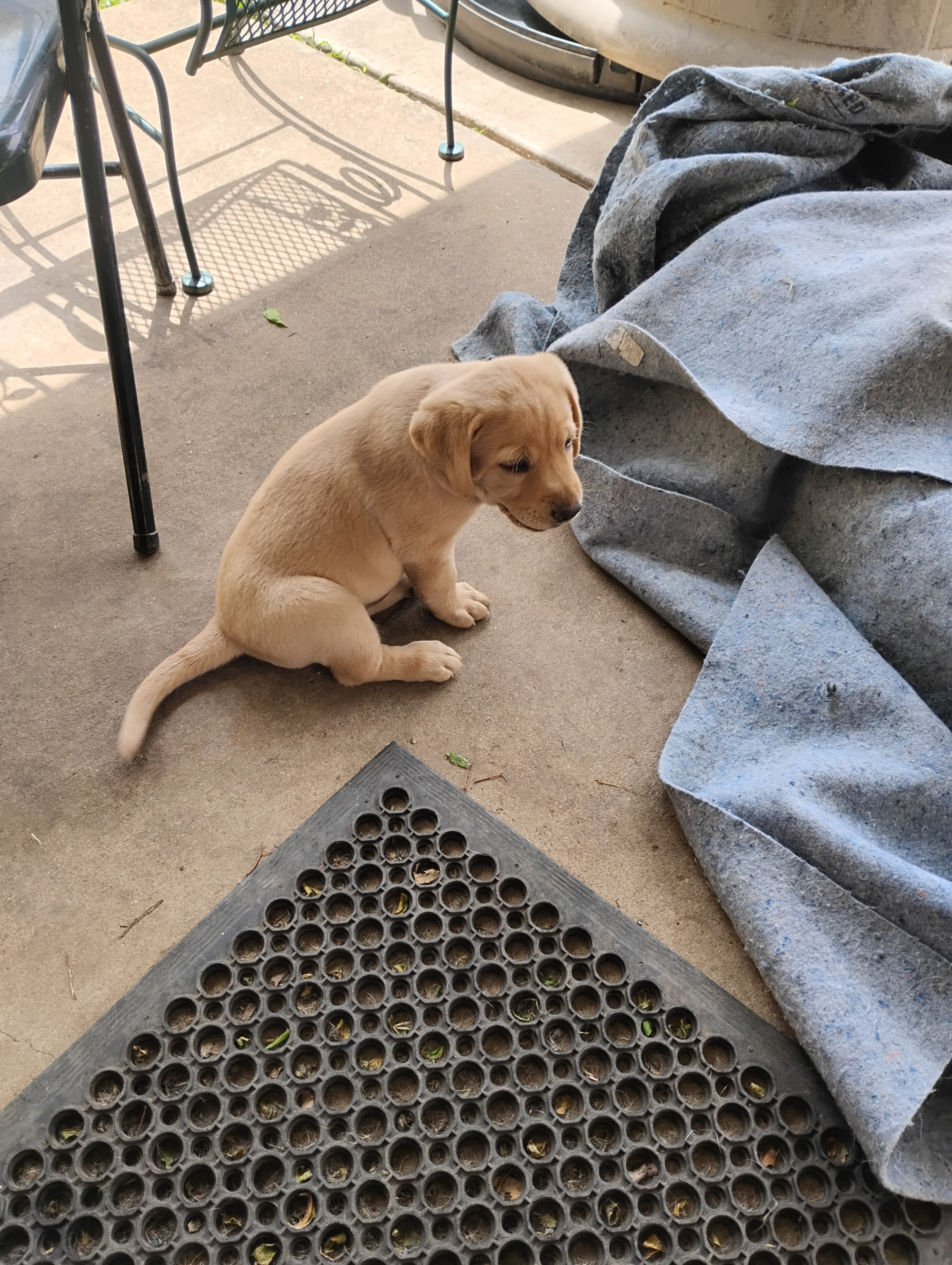 Two Labrador retriever pups image 1