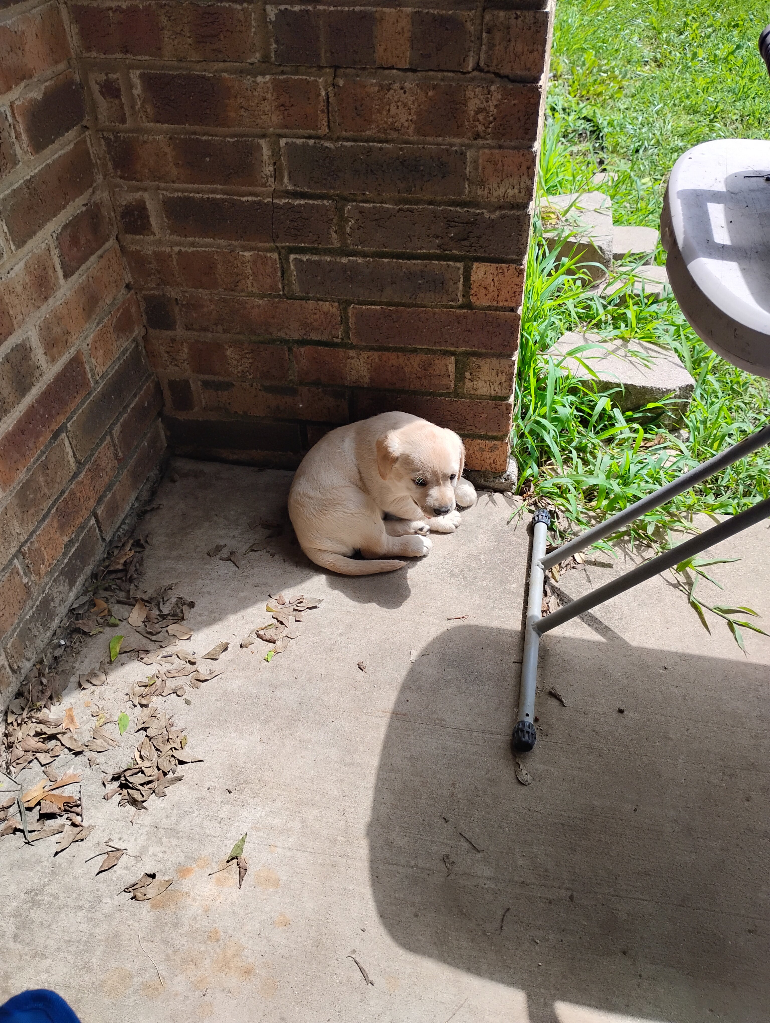 Two Labrador retriever pups image 2