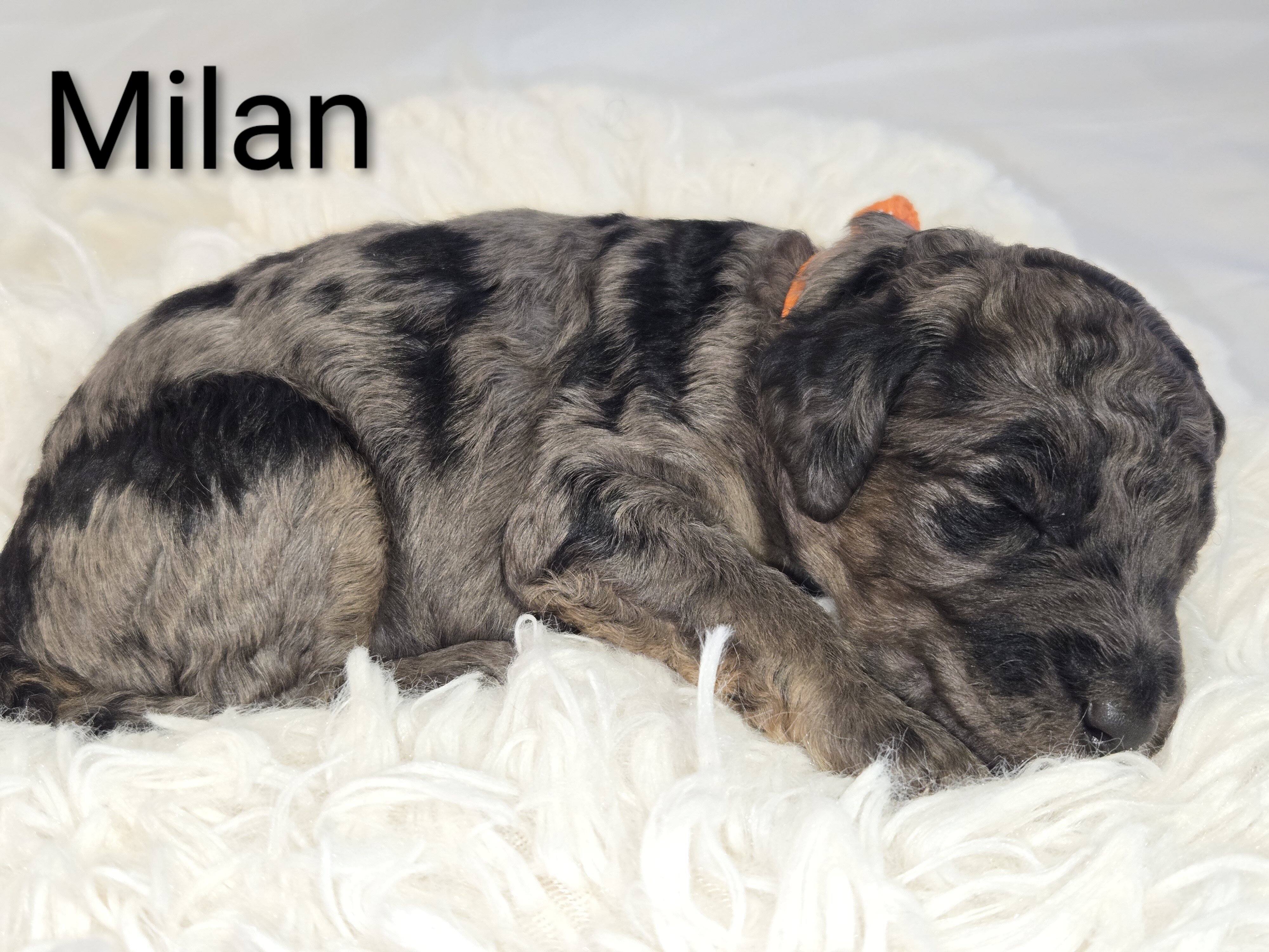 Standard Poodles, AKC image 1