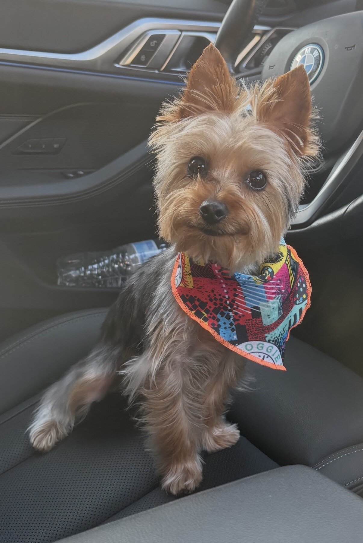Yorkie Yorkshire Terrier puppy image 1