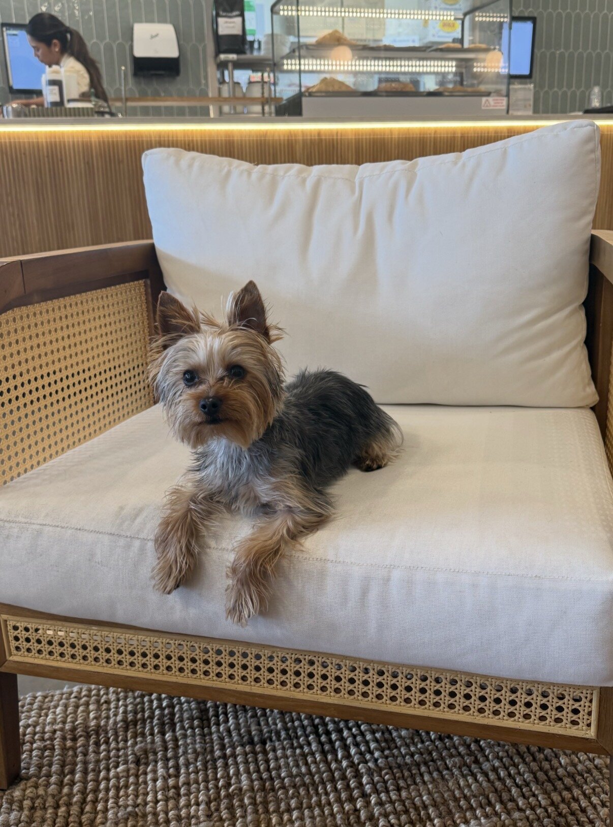 Yorkie Yorkshire Terrier puppy image 2