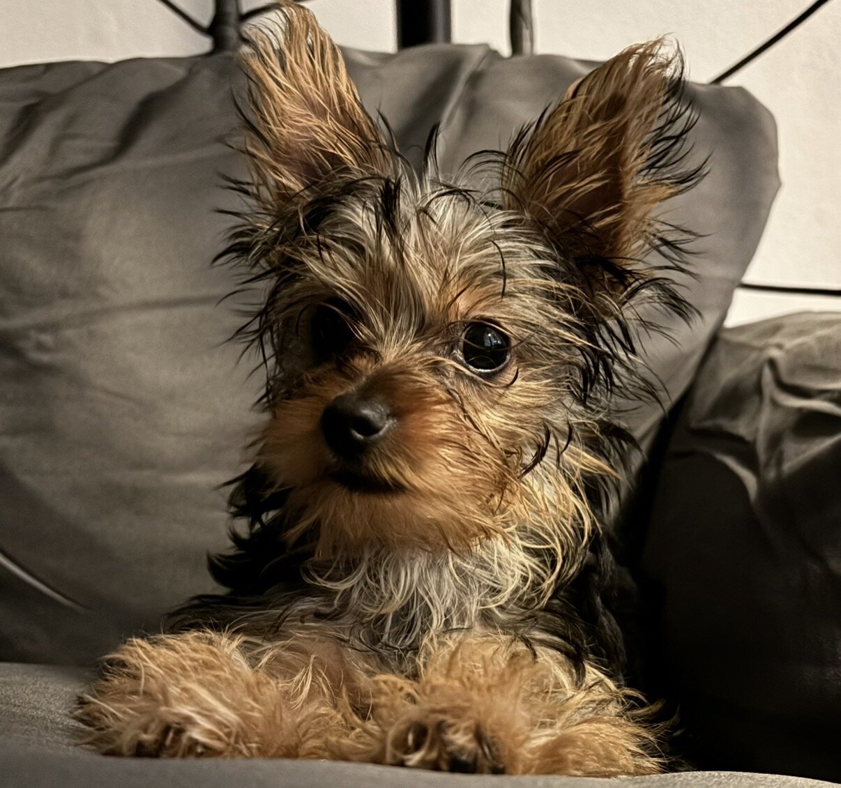 Yorkie Yorkshire Terrier puppy image 3