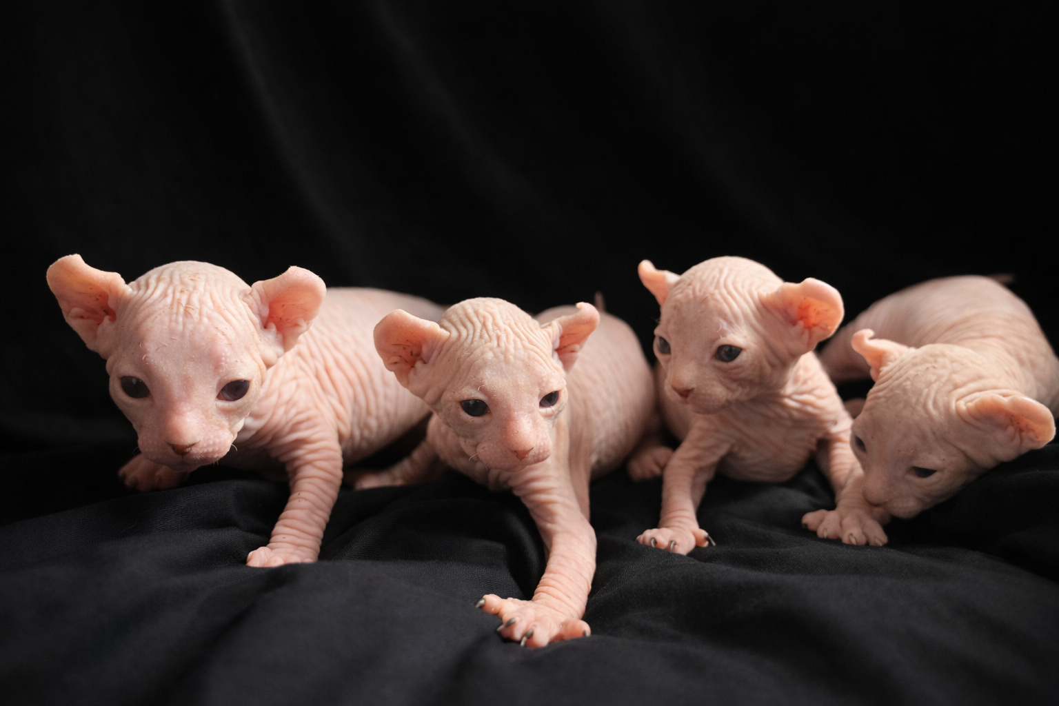 Sphynx kittens image 2