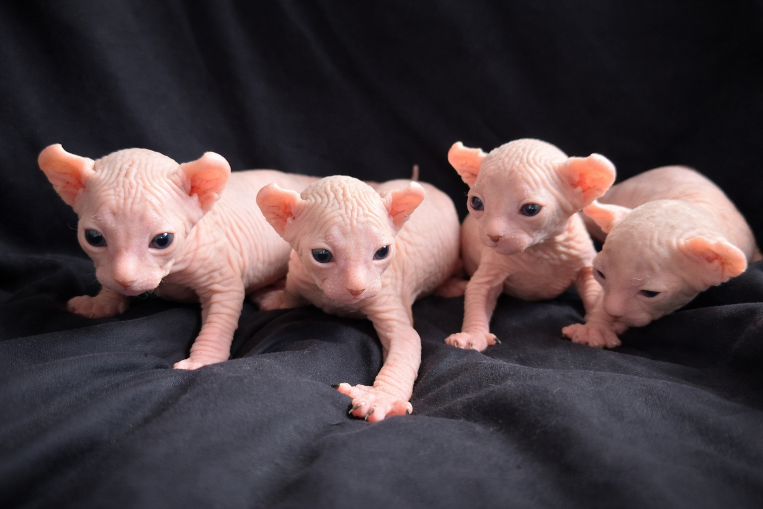 Sphynx kittens image 1